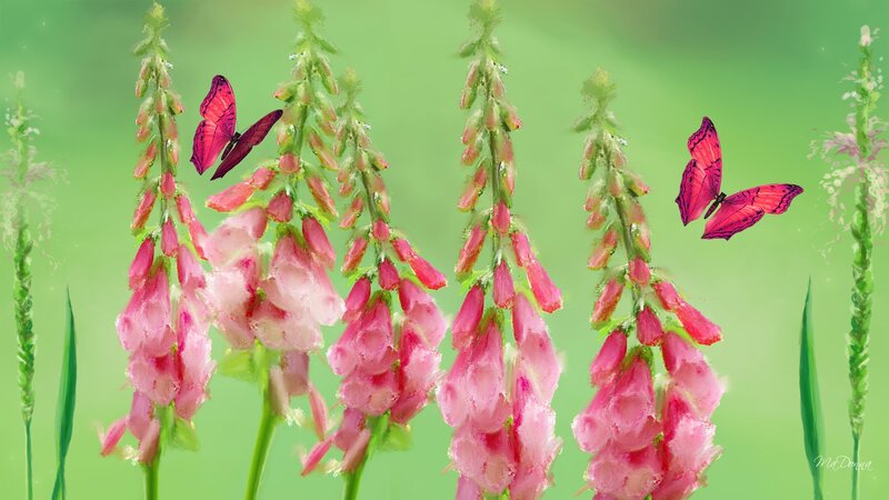 Pink Foxgloves with Butterflies