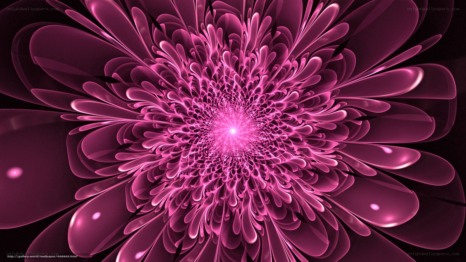 Pink fractal flower bloom