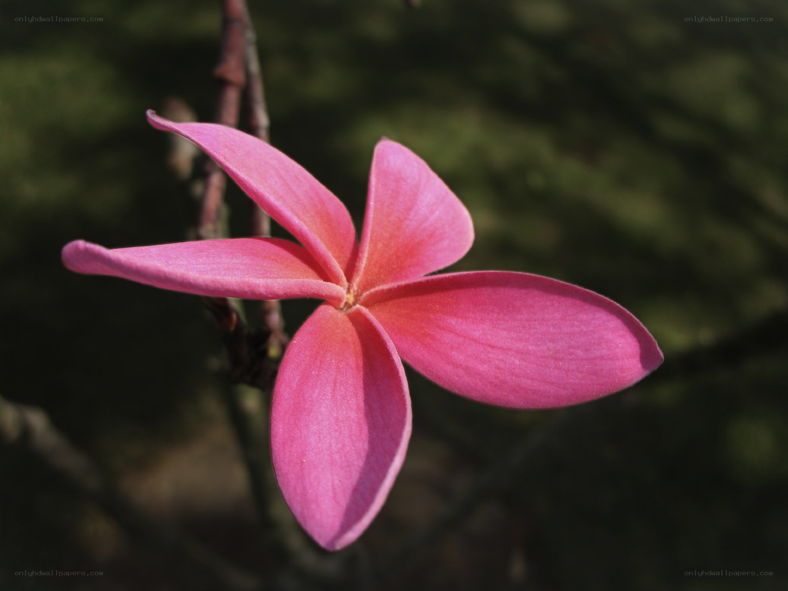 Pink frangipani flower