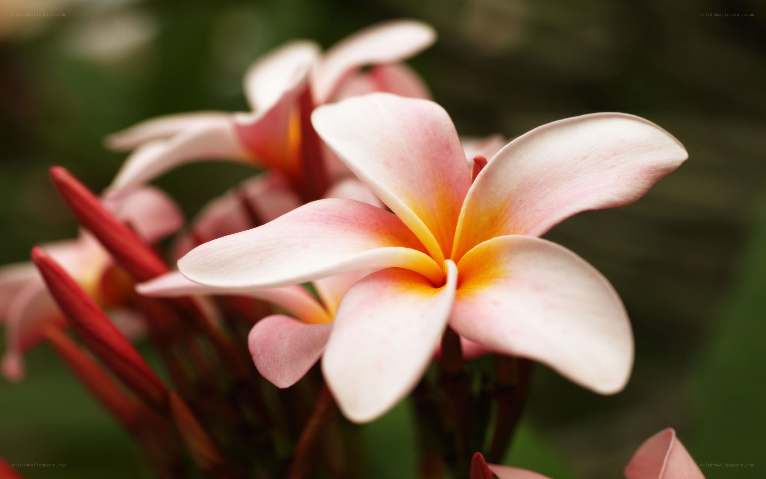 Pink frangipani flower