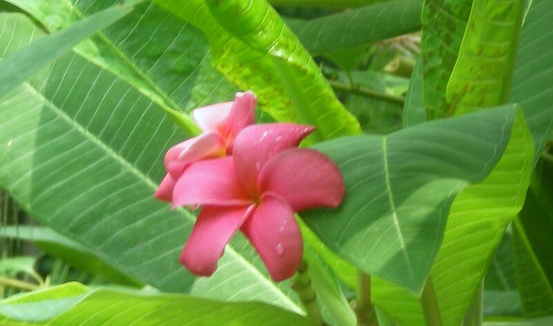 pink frangipani flower