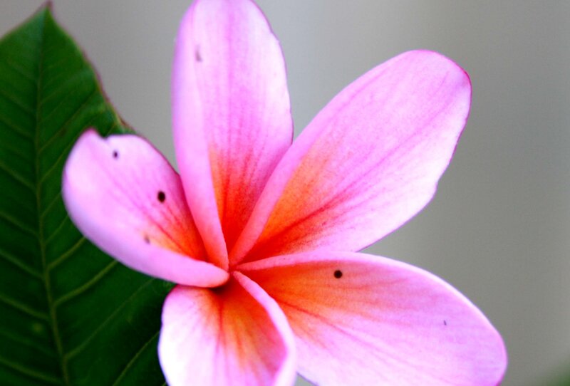 Pink Frangipani Flower — Calm, Photograph, Green Leaf