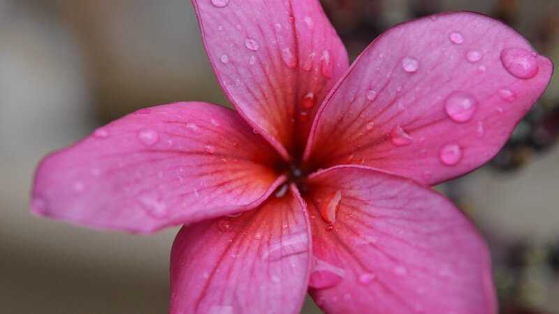 Pink Frangipani Flower — Calm, Photograph, Raindrops