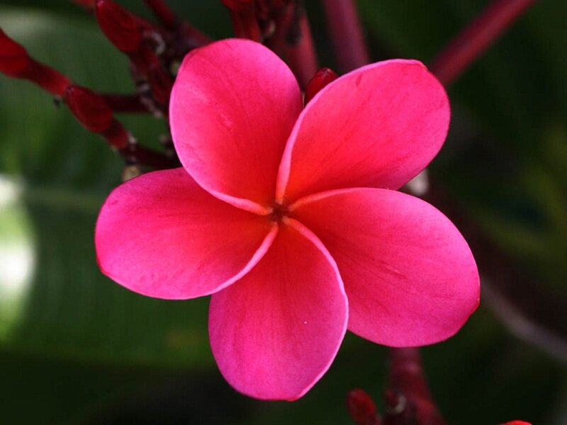 Pink Frangipani Flower — Calm, Photograph