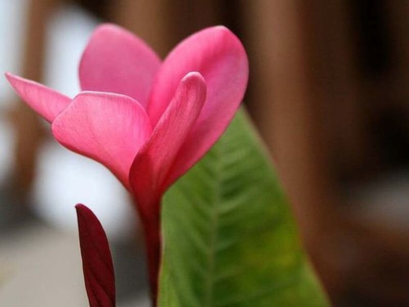 Pink Frangipani Flower — Calm