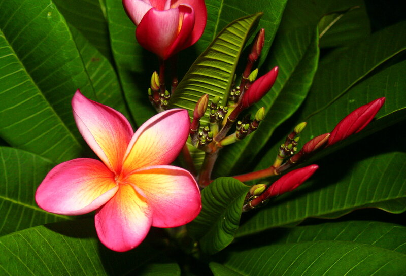 Pink Frangipani Flower — Green, Natural