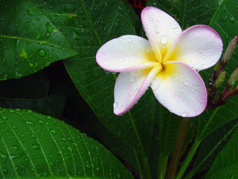 Pink Frangipani Flower — Green
