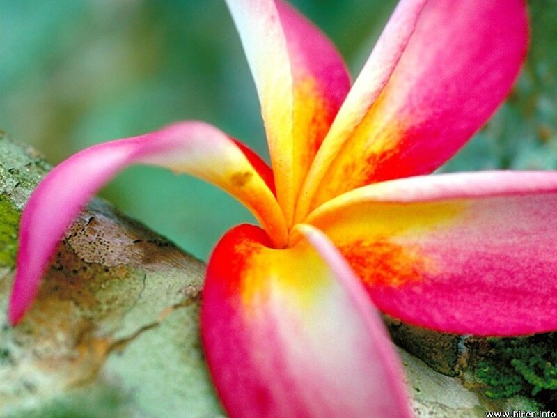 Pink Frangipani Flower — Natural