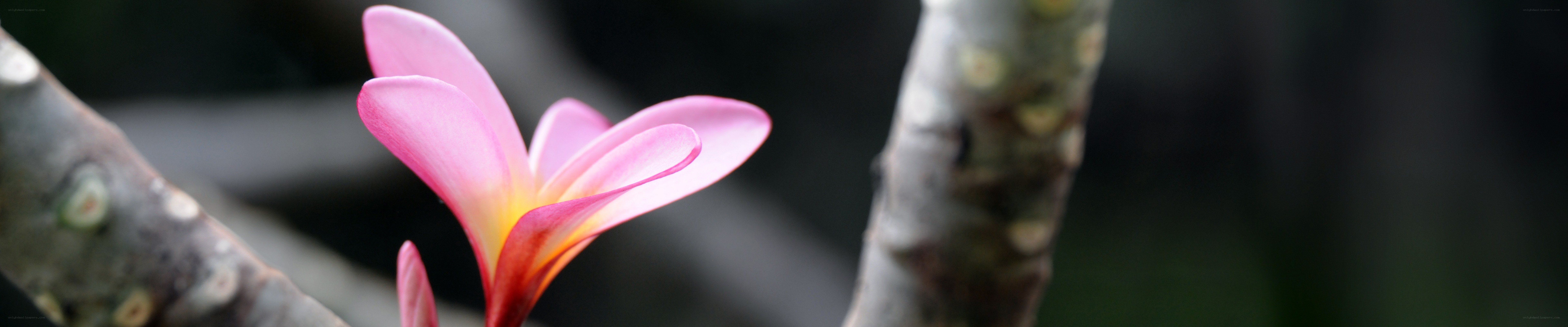 Pink frangipani flower on a branch