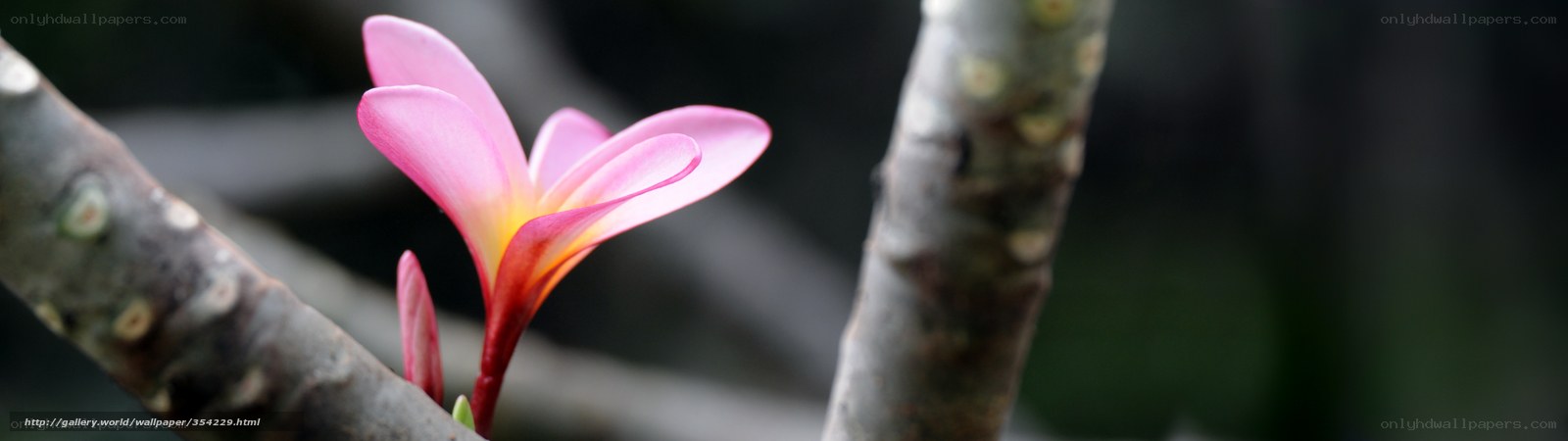 Pink frangipani flower on branch