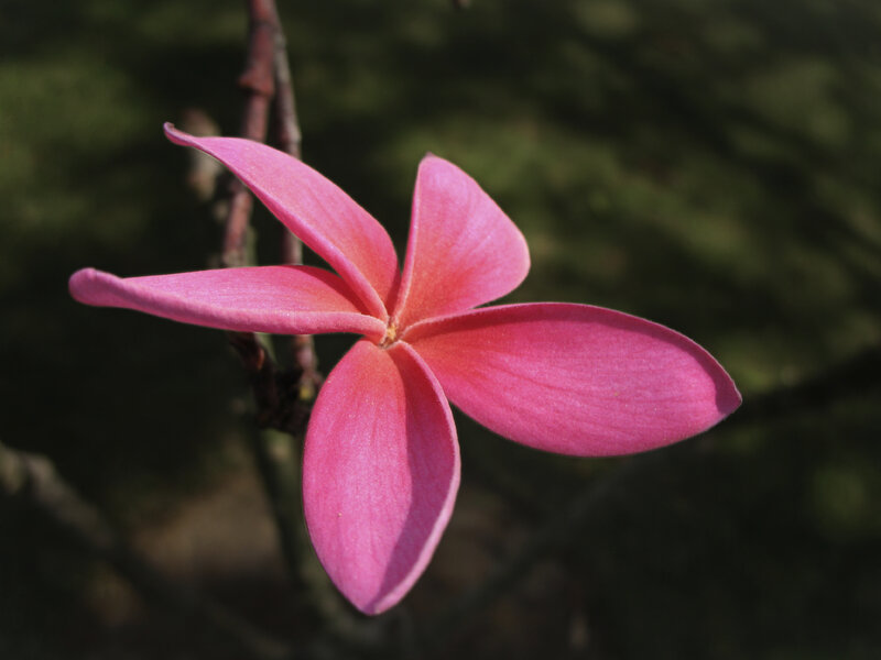 Pink Frangipani Flower — Serene, Afternoon, Photograph, Branch