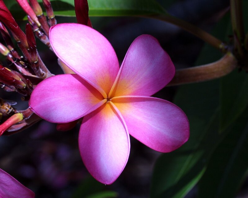 Pink Frangipani Flower — Serene, Afternoon, Photograph, Buds
