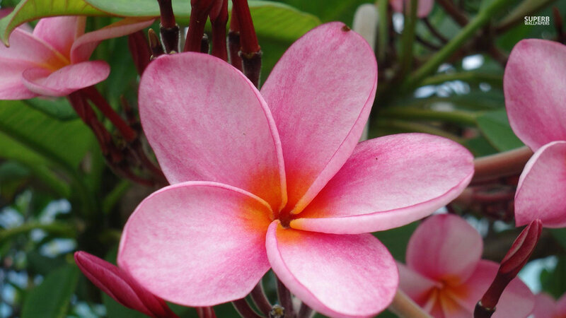 Pink Frangipani Flower — Serene, Afternoon, Photograph, Leaves