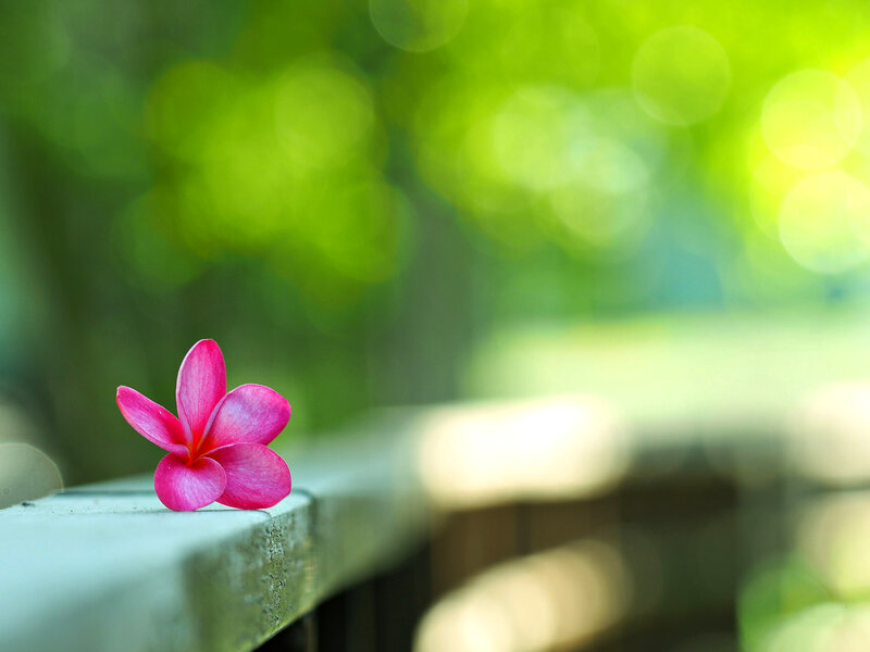 Pink Frangipani Flower — Serene, Afternoon, Photograph, Rail