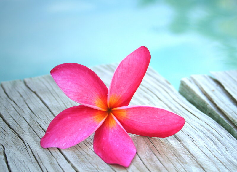 Pink Frangipani Flower — Serene, Afternoon