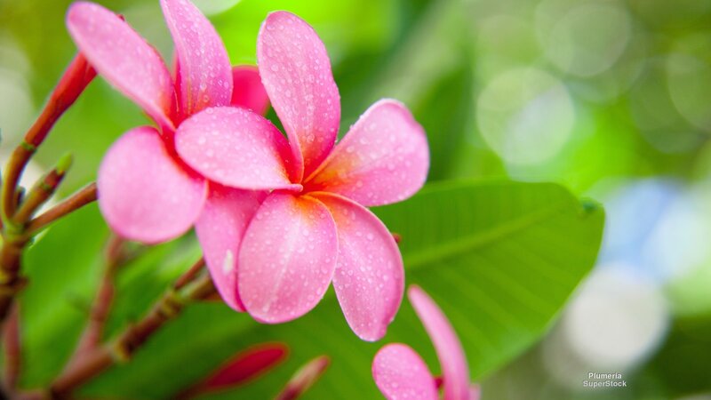 Pink Frangipani Flower — Serene, Morning, Photograph