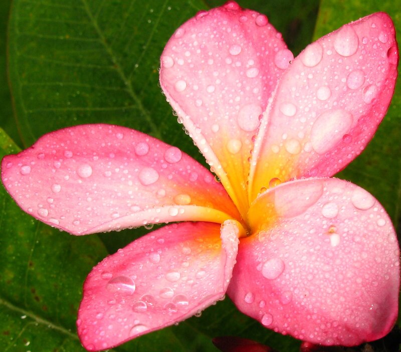 Pink Frangipani Flower — Serene, Morning