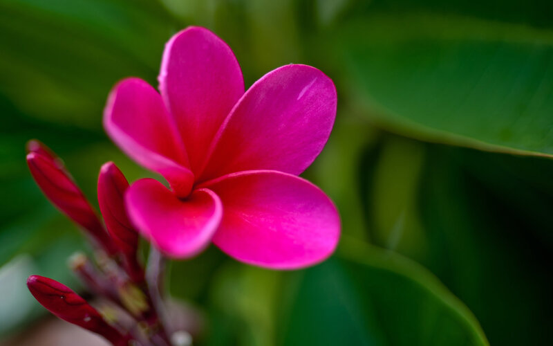 Pink Frangipani Flower — Serene, Photograph, Buds