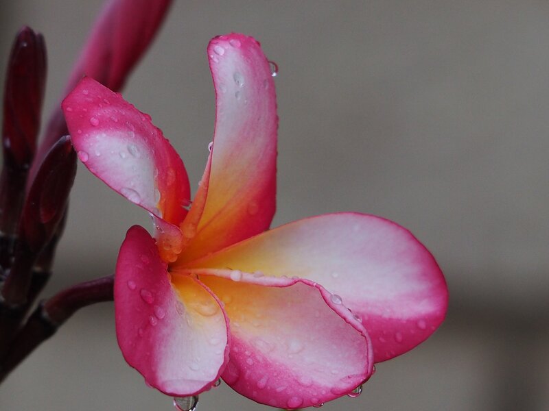 Pink Frangipani Flower — Serene, Photograph, Buds, Water Droplets