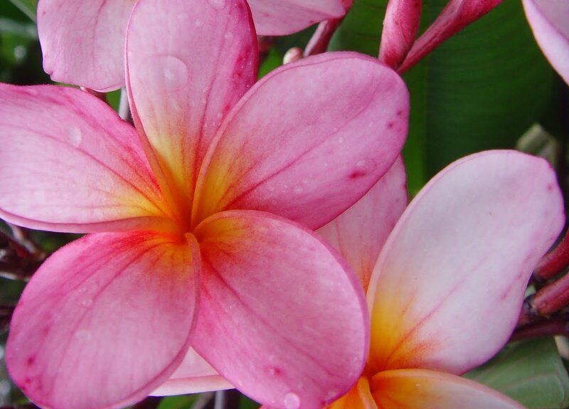 Pink Frangipani Flower — Serene, Photograph, Petals, Leaves