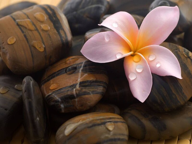 Pink Frangipani Flower — Serene, Photograph, Rocks