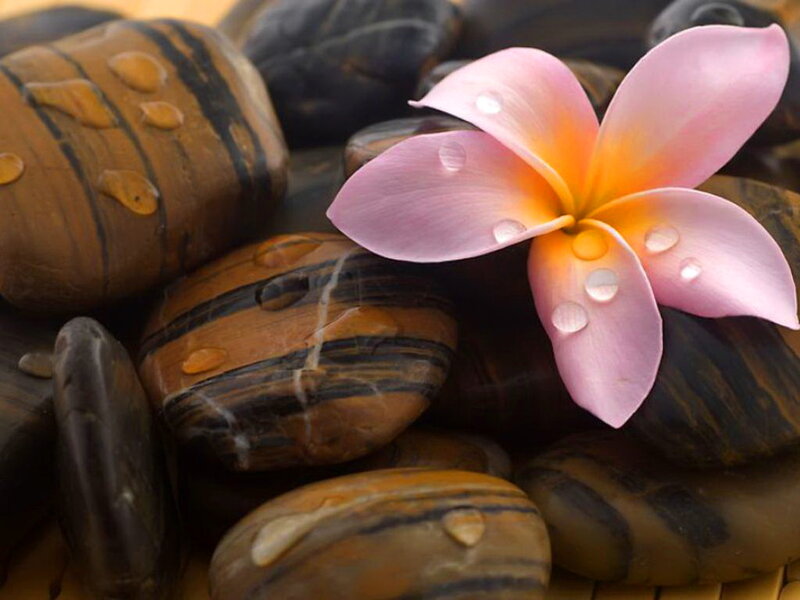 Pink Frangipani Flower — Serene, Photograph