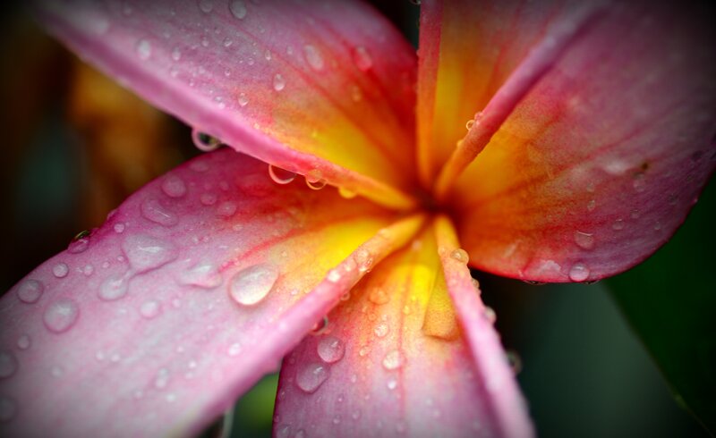 Pink Frangipani Flower — Serene, Photograph, Water Droplets