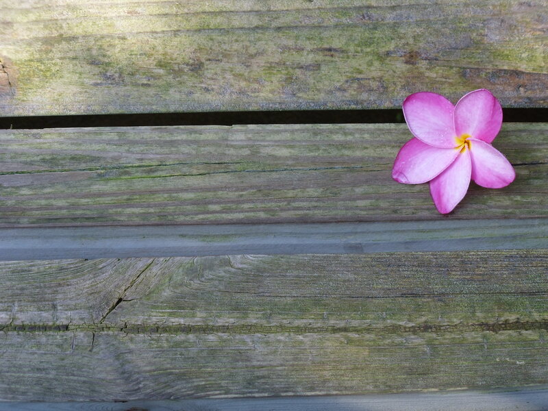 Pink Frangipani Flower — Serene