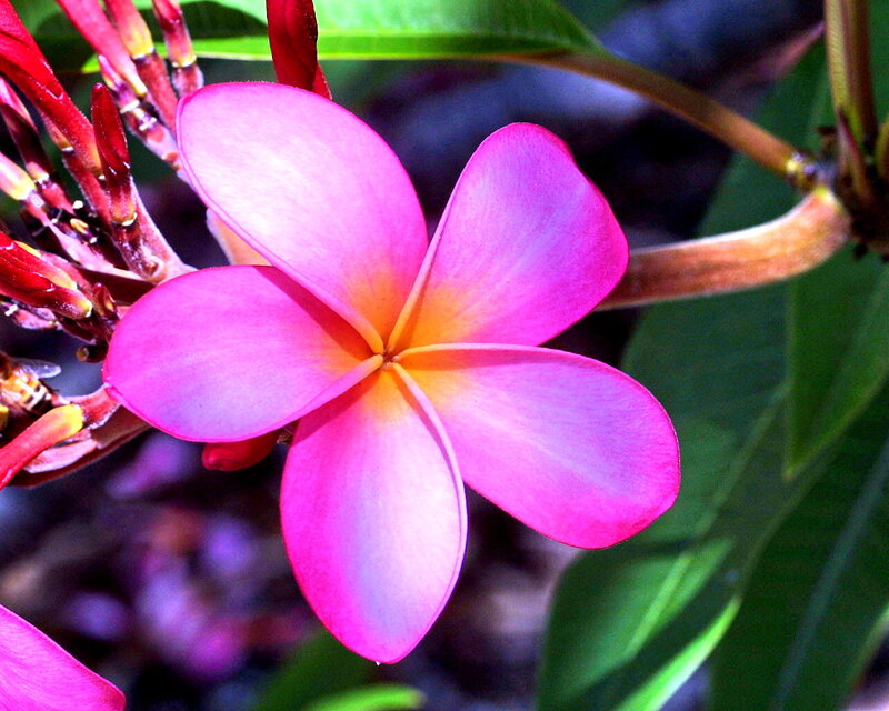 Pink Frangipani Flower — Vibrant, Afternoon