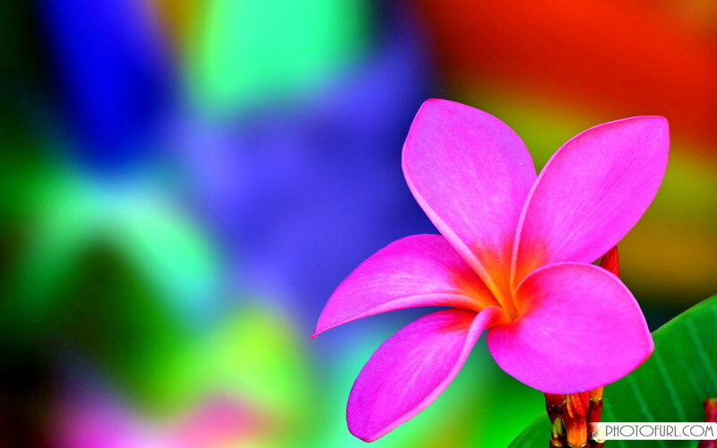 Pink Frangipani Flower — Vibrant