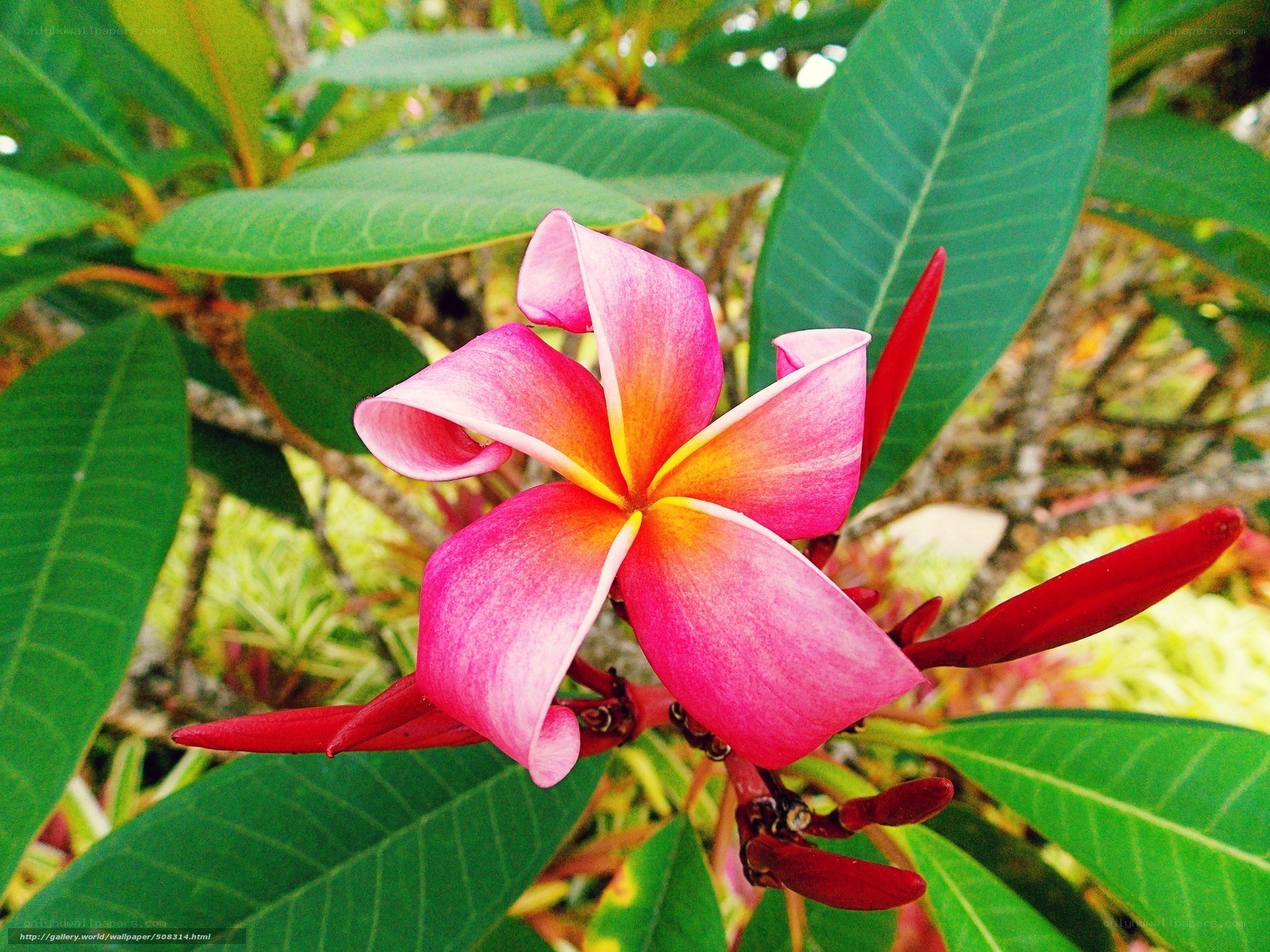 Pink frangipani flower