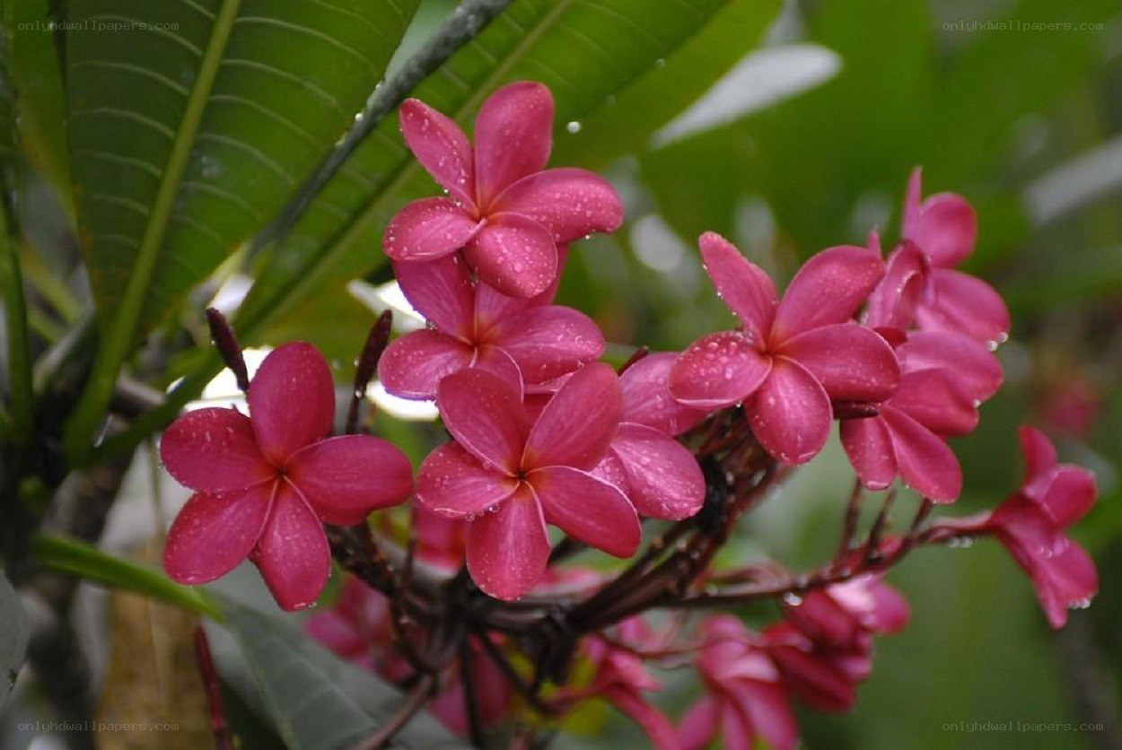 pink frangipani flowers