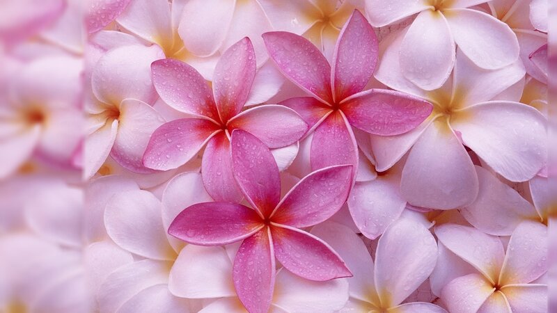 Pink frangipani flowers