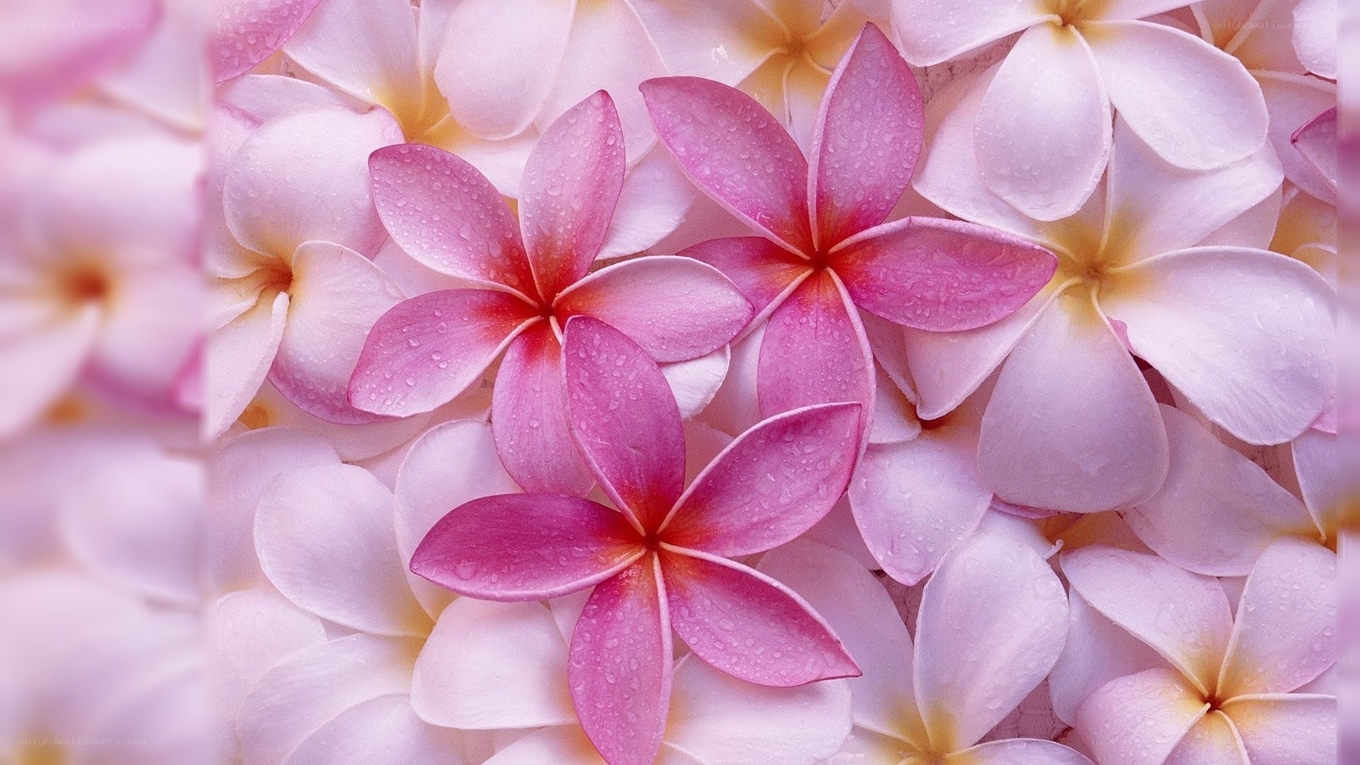 Pink frangipani flowers