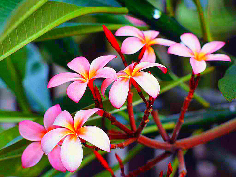 pink frangipani flowers