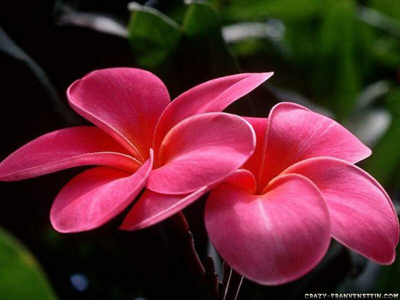 Pink frangipani flowers