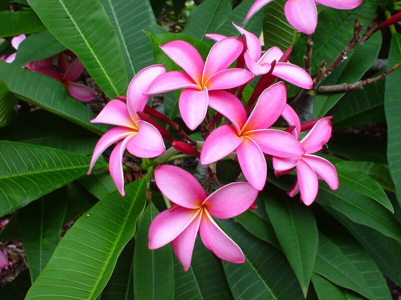 Pink frangipani flowers