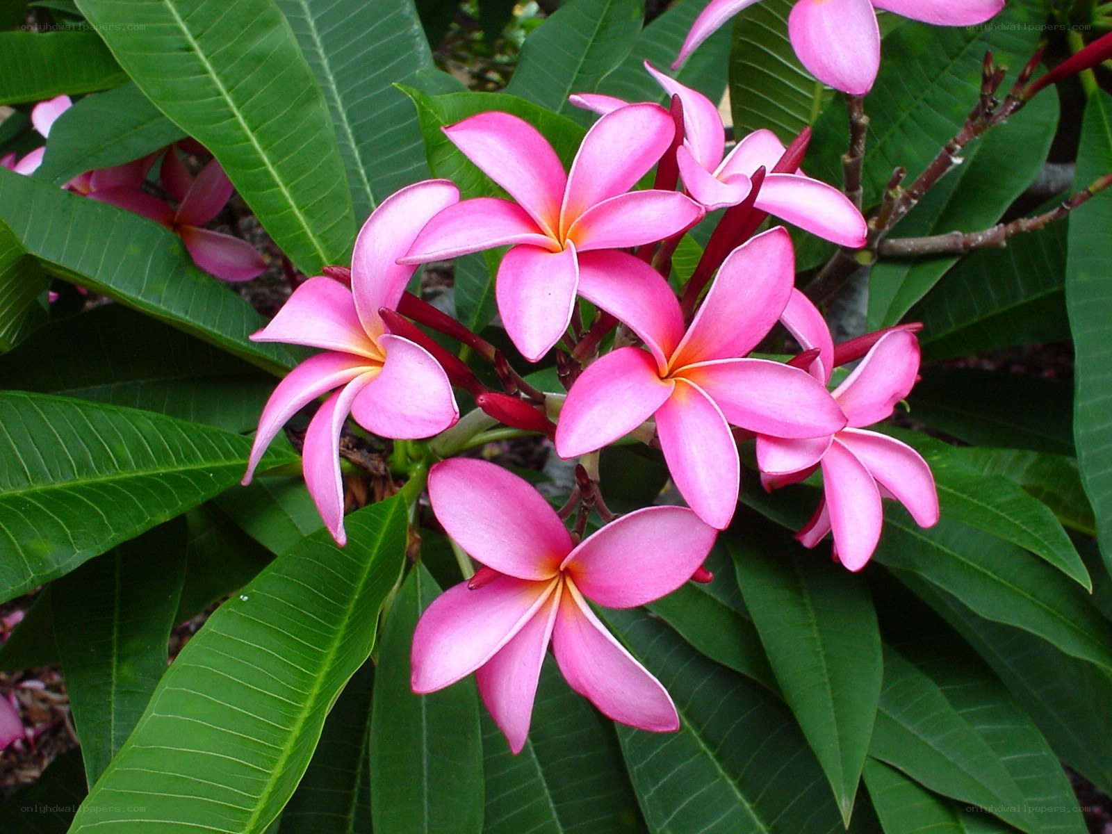 Pink frangipani flowers