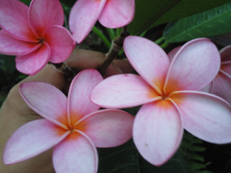 Pink frangipani flowers