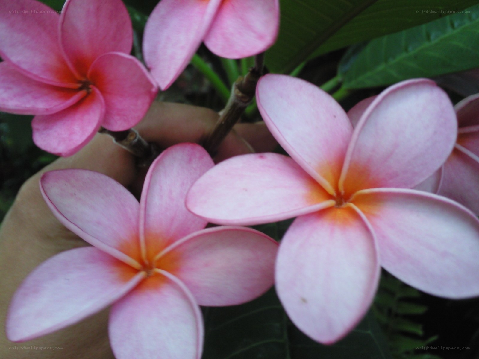 Pink frangipani flowers