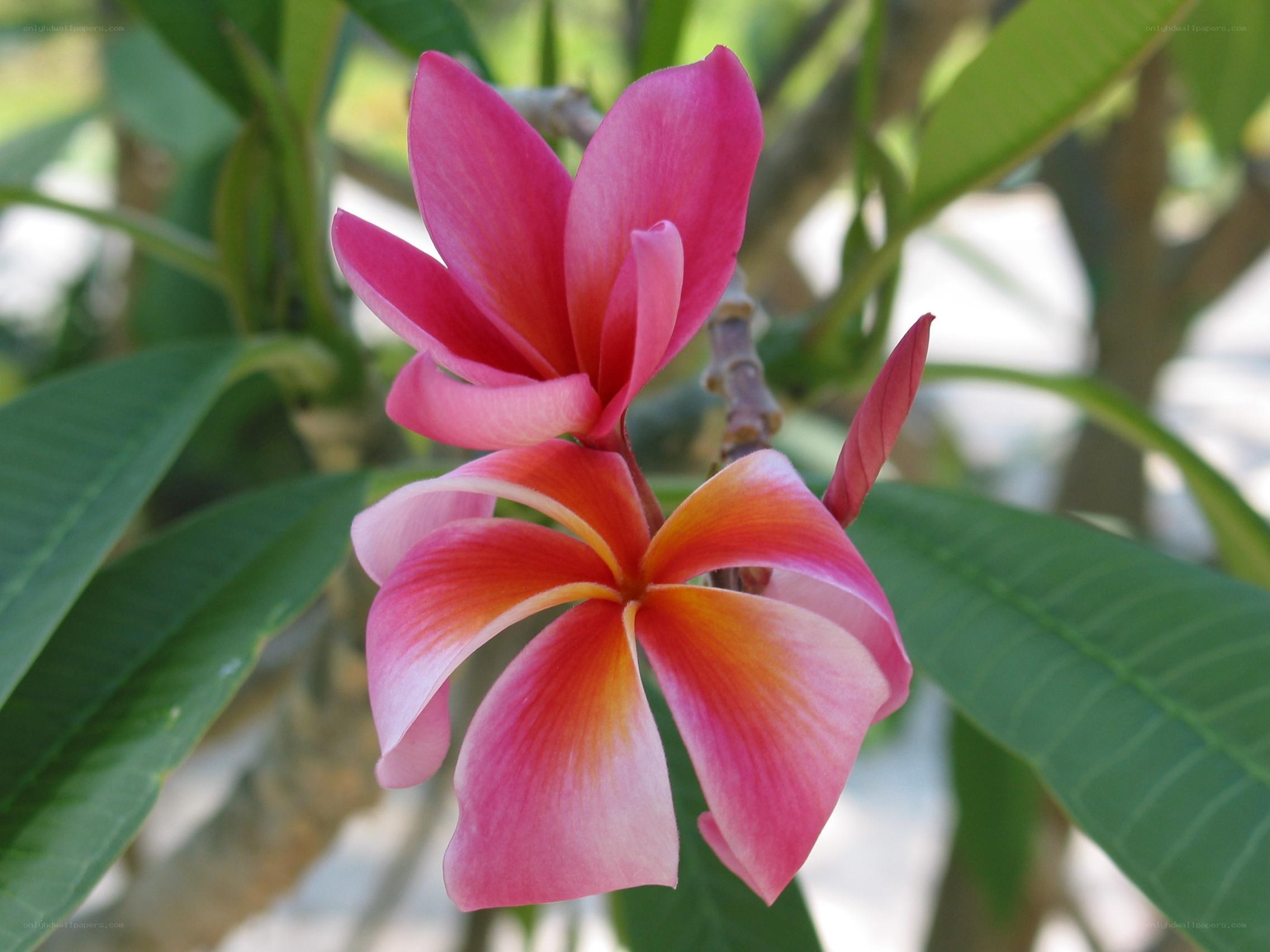 Pink frangipani flowers