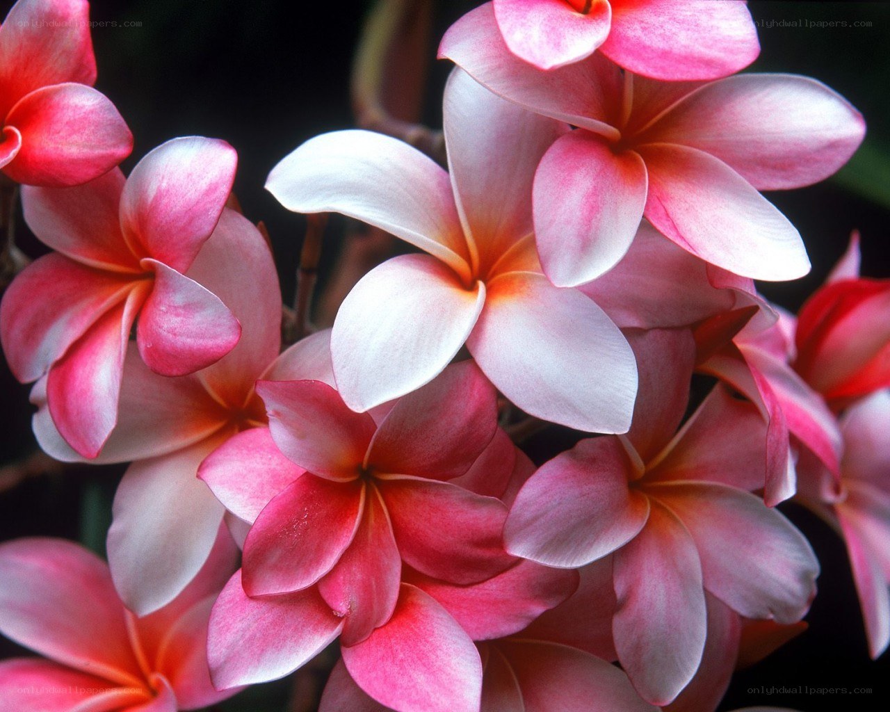 Pink frangipani flowers