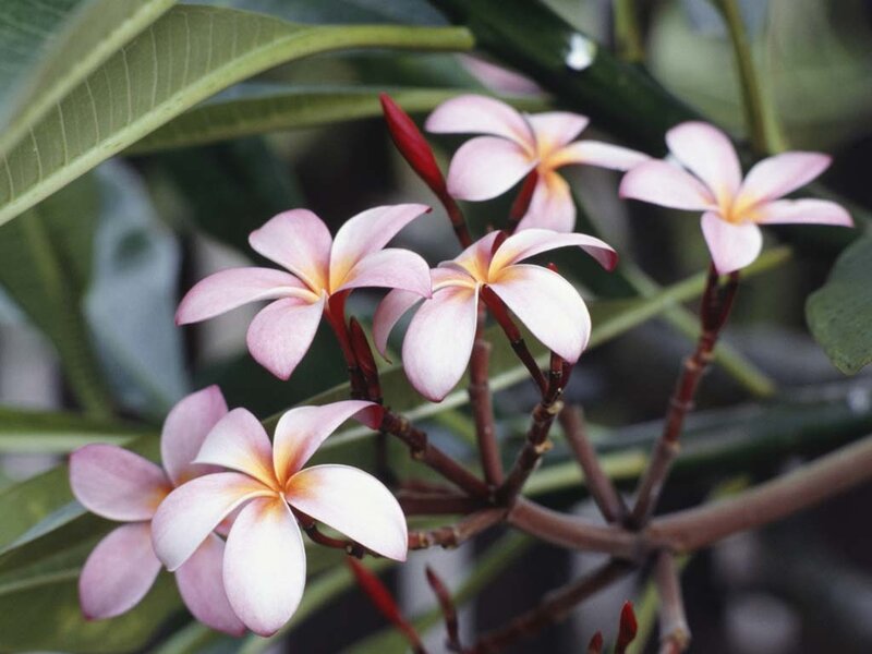 Pink frangipani flowers