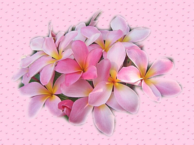pink frangipani flowers