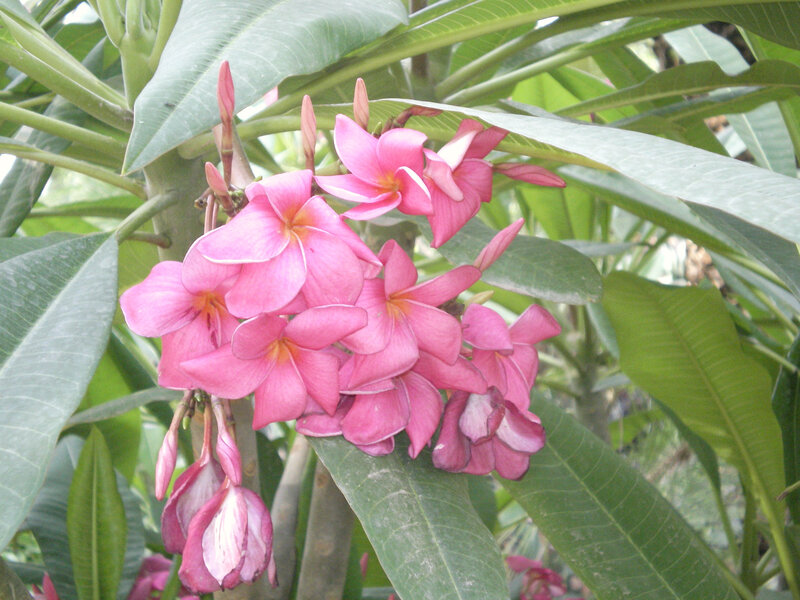 Pink frangipani flowers