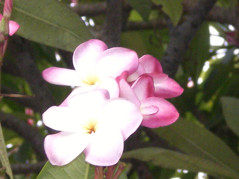 Pink frangipani flowers