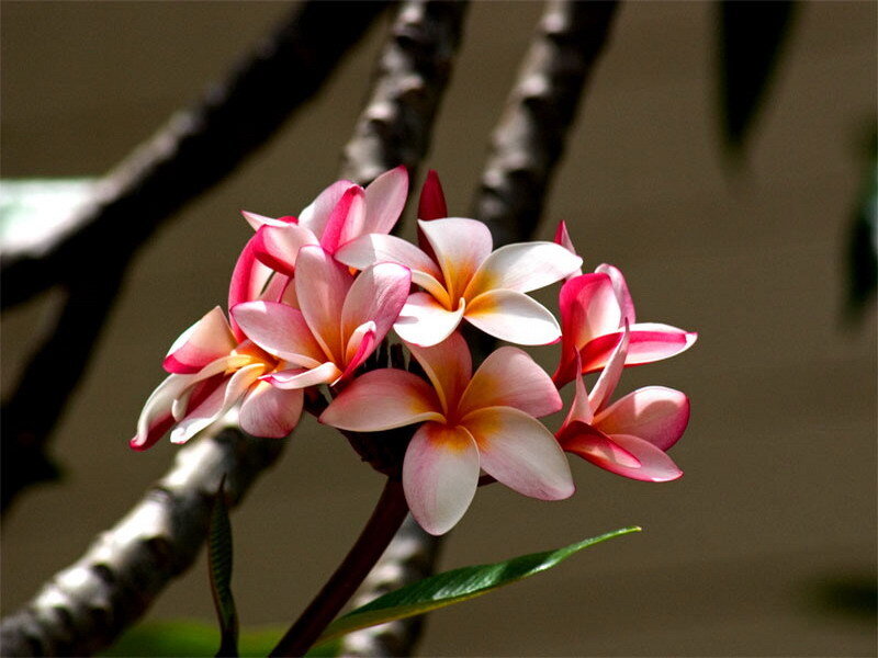 Pink frangipani flowers
