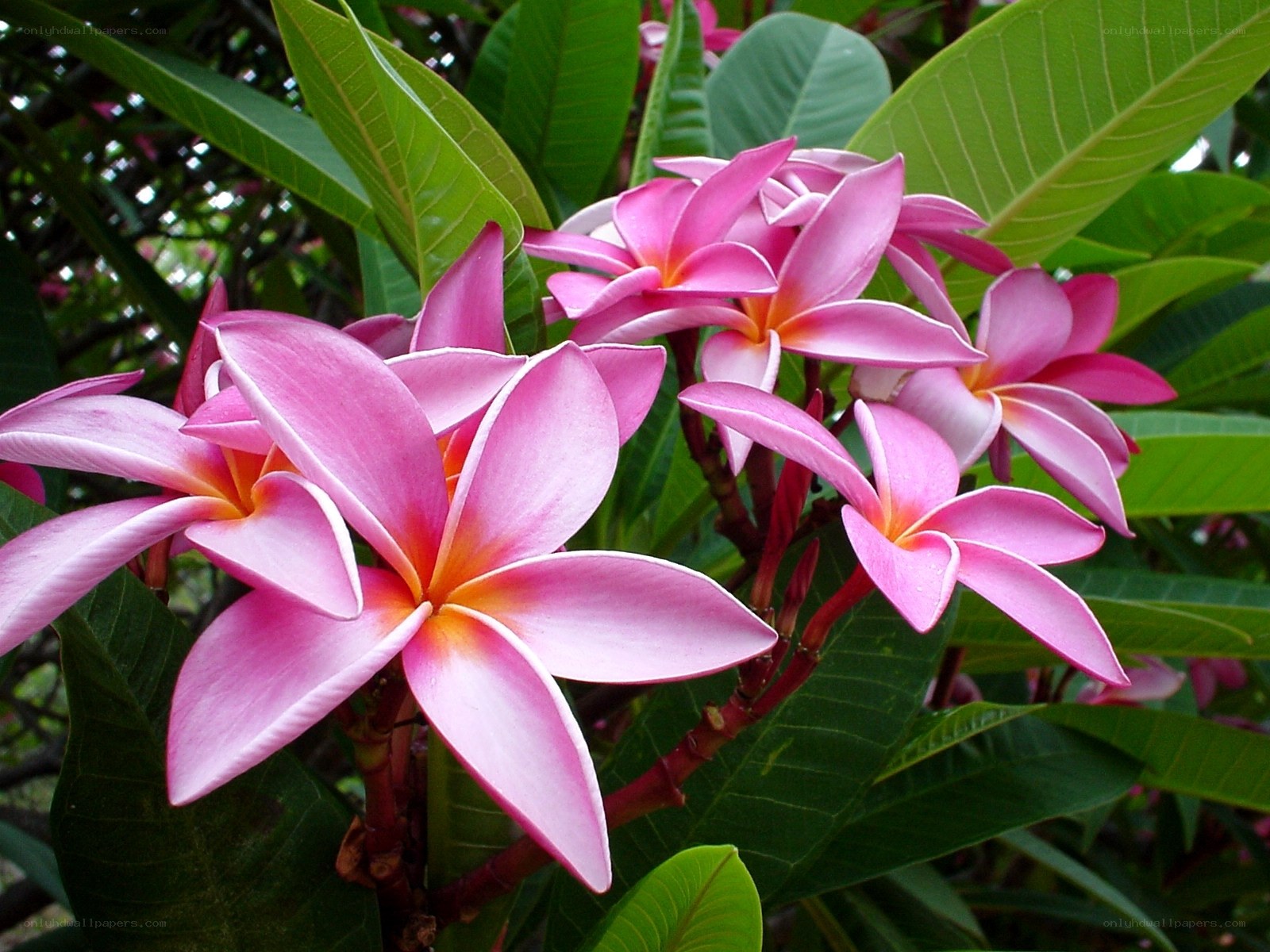 Pink frangipani flowers