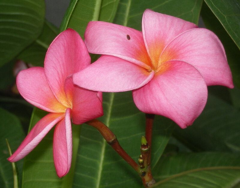 Pink frangipani flowers