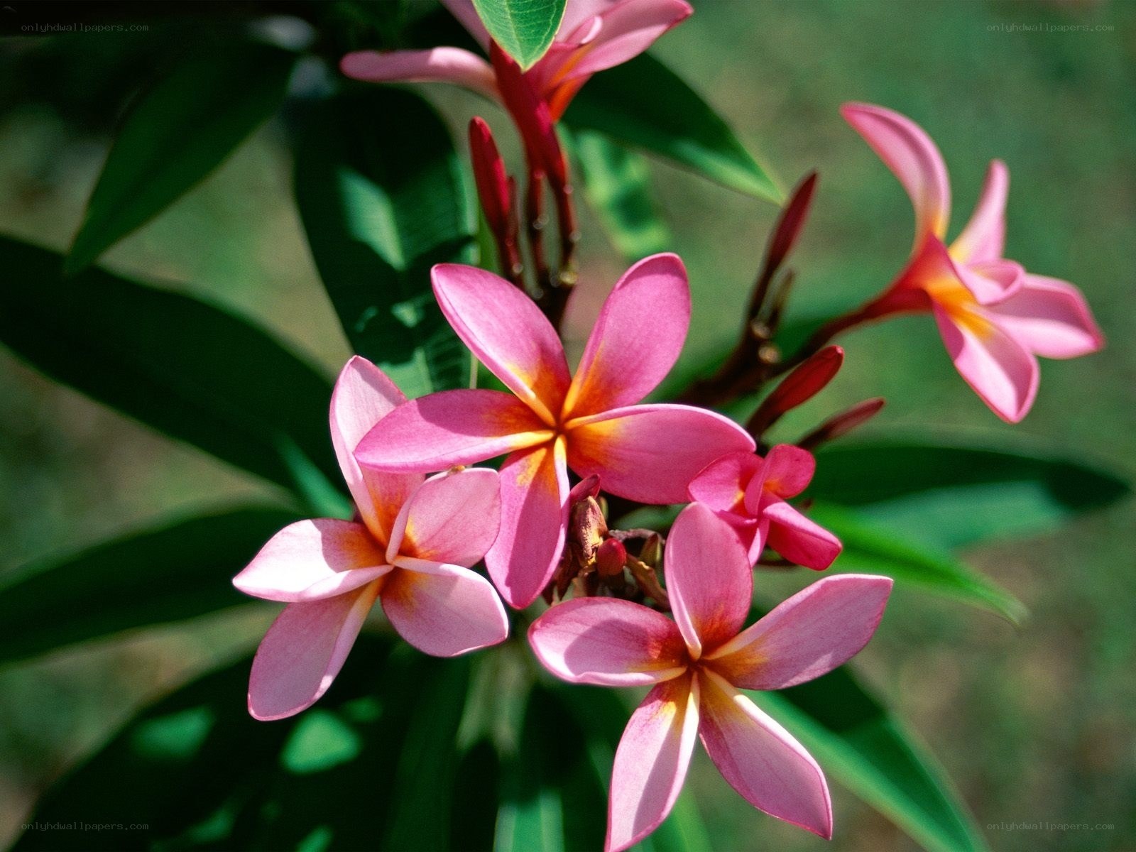 Pink frangipani flowers